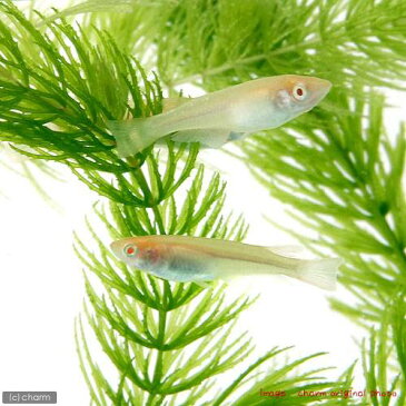 (めだか)アルビノ楊貴妃メダカ(5匹)