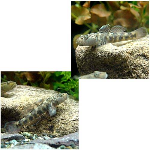 ��ø����˥ߥå������襷�Υܥ��10ɤ��