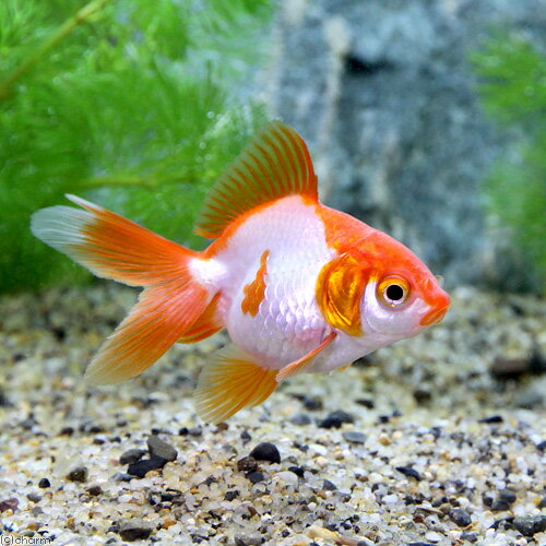 （国産金魚）更紗琉金（5匹）