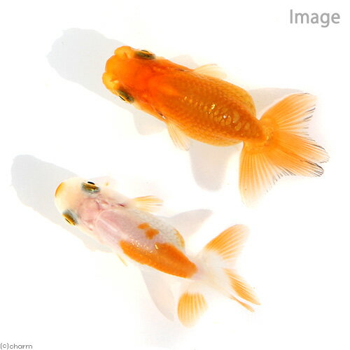 （国産金魚）協会系らんちゅう　5〜8cm（5匹）