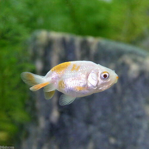 �ʹ񻺶���˶���Ϥ����夦��5��8cm��5ɤ��