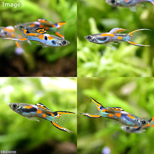 ��Ǯ�ӵ��˥���ɥ顼�������åԡ��ʳ��񻺡ˡ�5�ڥ��ˡ��̳�ƻ���彣�Ҷ������ݲ�