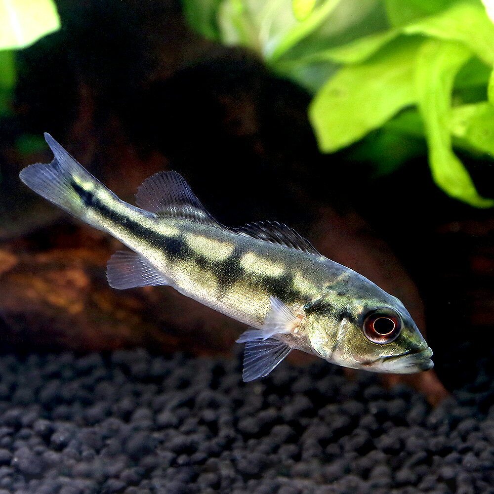 キクラ・テメンシス北海道・九州航空...