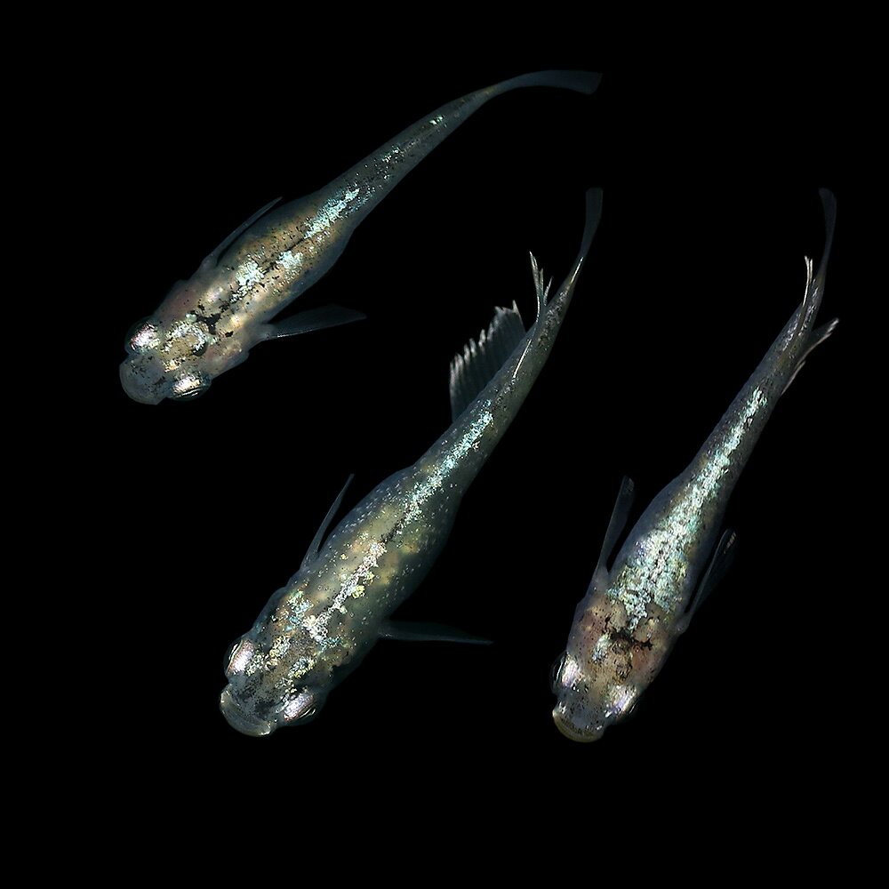 （めだか）緑光系鋼メダカ　行田淡水魚ブリード（1ペア）のサムネイル