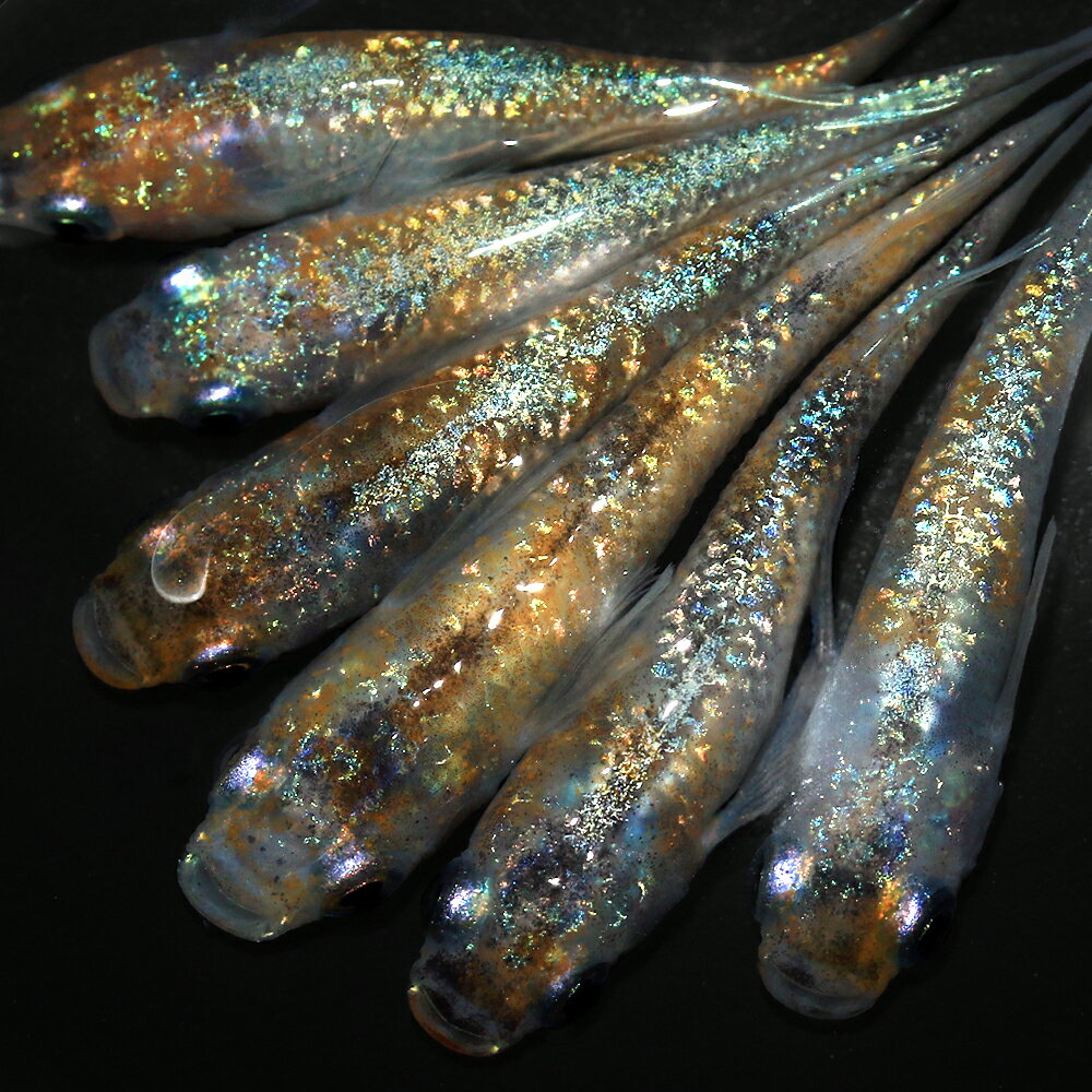 （めだか）月華メダカ（3匹）