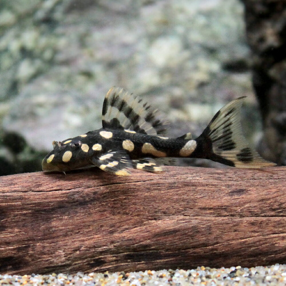 （熱帯魚）オパールドット・マグナムプレコ（ブリード）（1匹）　北海道・九州航空便要保温