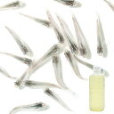 (生餌)(めだか)青メダカ(12匹)+タマミジンコ入り飼育水(500ml)1本