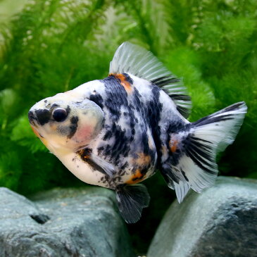 (金魚)一点物 白黒オランダシシガシラ ショートテール 13cm(中国産)(1匹) 沖縄別途送料