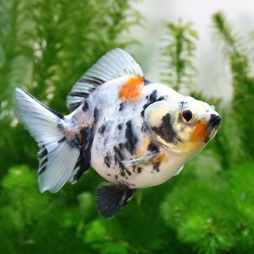 (金魚)一点物 白黒オランダシシガシラ ショートテール 13cm(中国産)(1匹) 沖縄別途送料