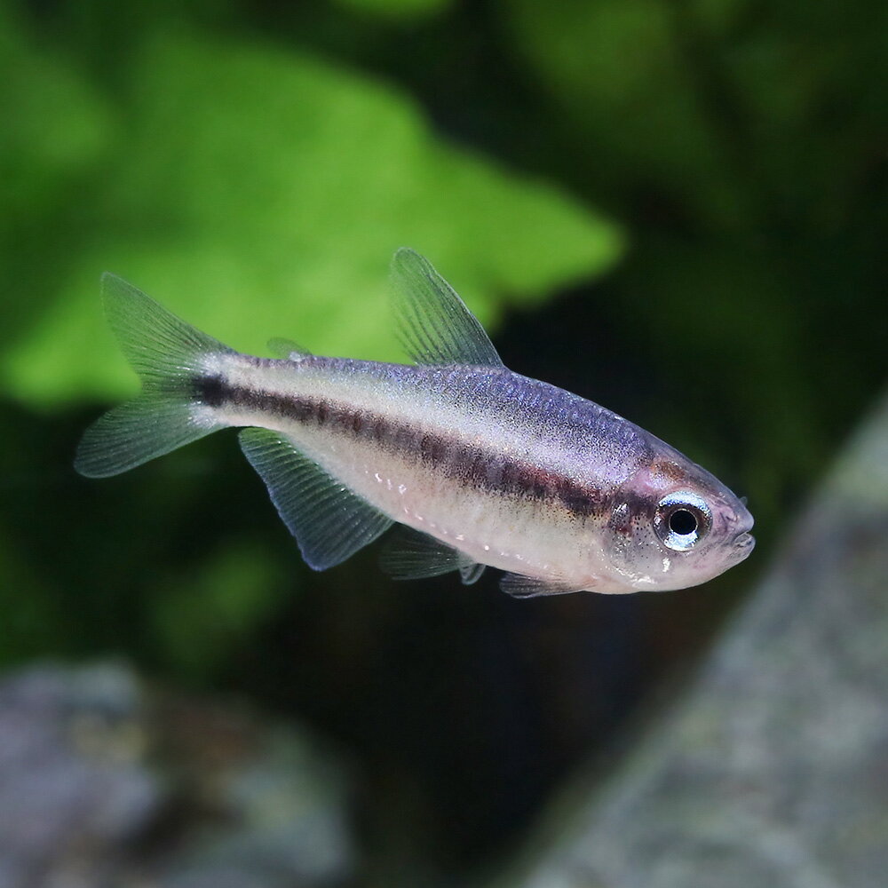 （熱帯魚）ブルーデビル・テトラ（ワイルド）（1匹）　北海道・九州航空便要保温