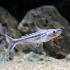 （熱帯魚）カイヤン（1匹）　北海道・九州航空便要保温