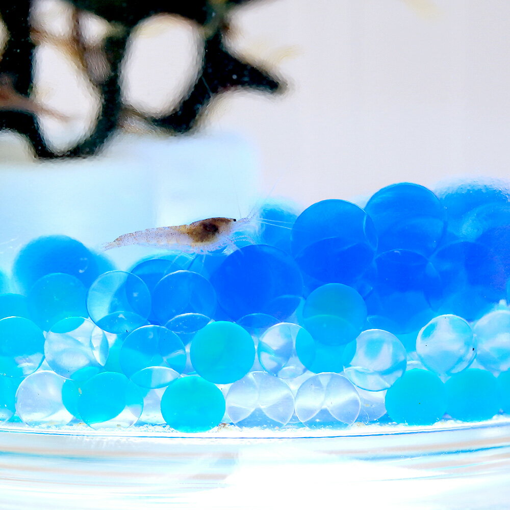 �ʥ��ӡ˥ۥ��ۥ����Х֥른�奨�꡼�ܥȥ�ʥ֥롼�ˡ��ܽ��͹����