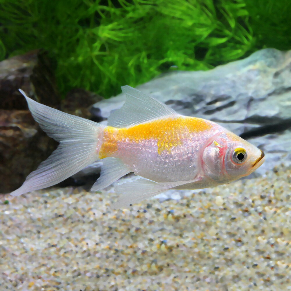 （国産金魚）キラキラコメット（1匹）