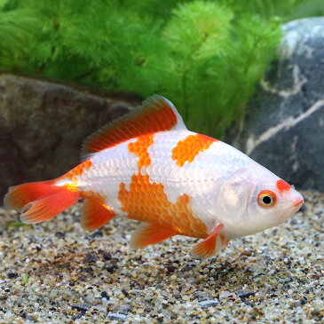 (国産金魚)更紗和金 志村養魚場産(1匹)