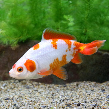 (国産金魚)更紗和金 志村養魚場産(1匹)