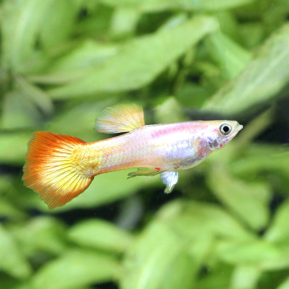 （熱帯魚）ミカリフサンセット　グッピー　オス（外国産）（5匹）　北海道・九州航空便要保温