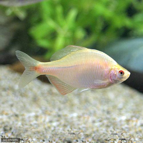 （淡水魚）イエローバラタナゴ（10匹）