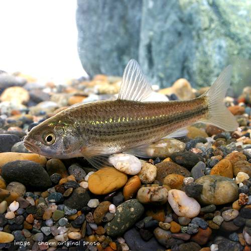 （淡水魚）タモロコ（5匹）