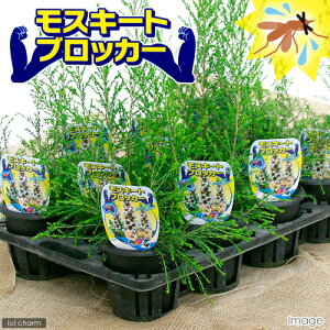 （観葉植物）ハーブ　モスキートブロッカー　3．5〜4号（1ポット）　家庭菜園　虫除け植物