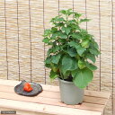 (観葉植物)ホオズキ 5号(1鉢)