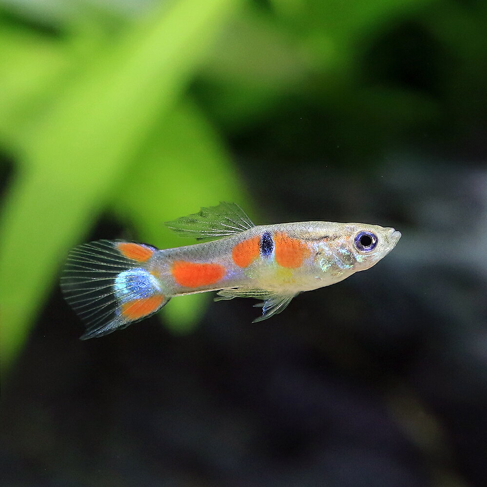 （熱帯魚）ワイルド・グッピー　トカンチンス産（国産グッピー）（10ペア）　北海道・九州航空便要保温