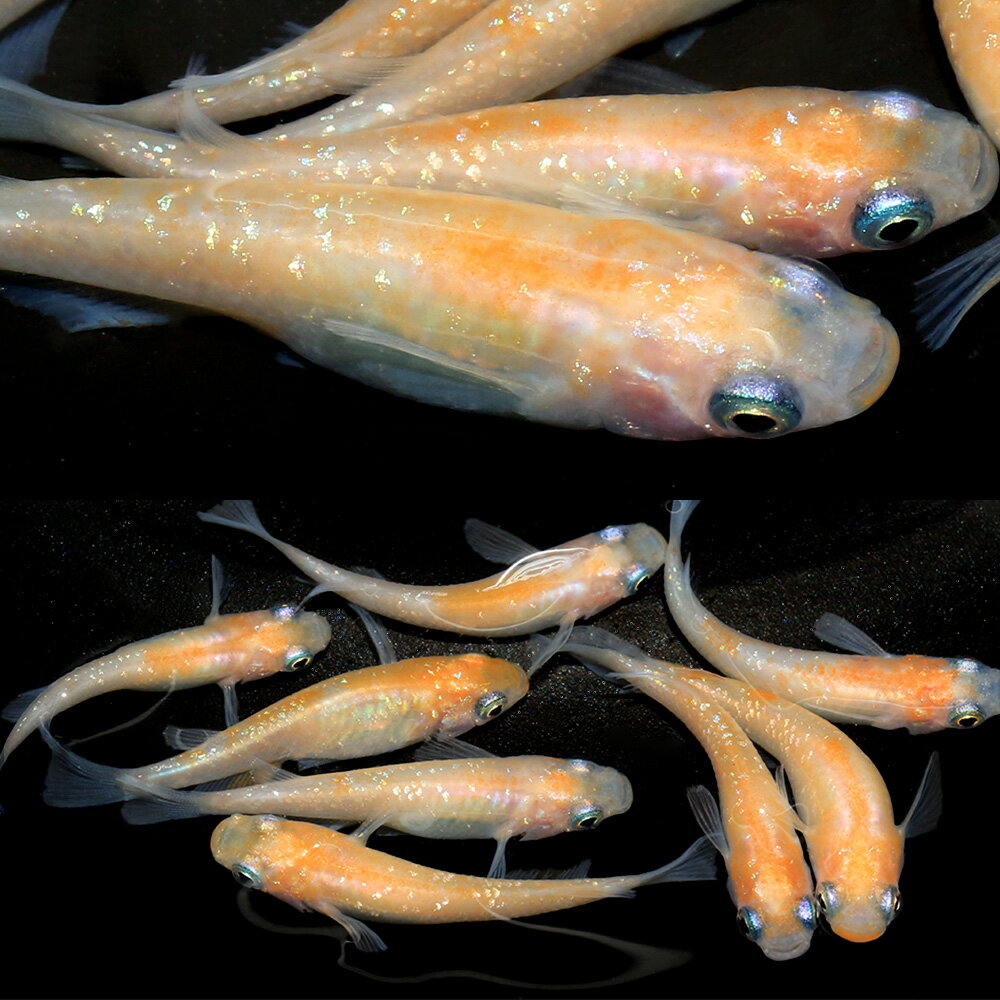 �ʤ�����˹�����������5ɤ��