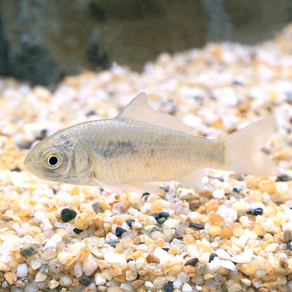 （淡水魚）キンブナ（1匹）