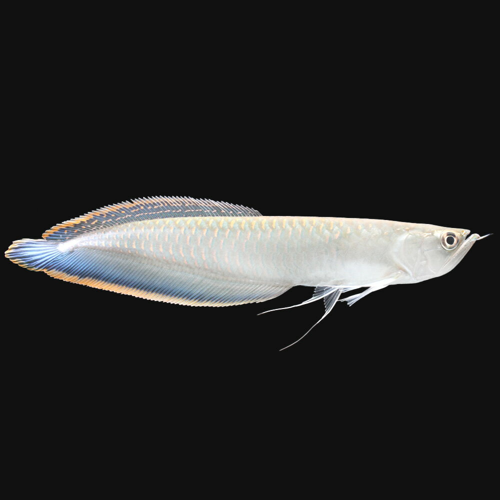 （熱帯魚）ブラックアロワナ　Lサイズ（21〜30cm）（ワイルド）　北海道・九州航空便要保温