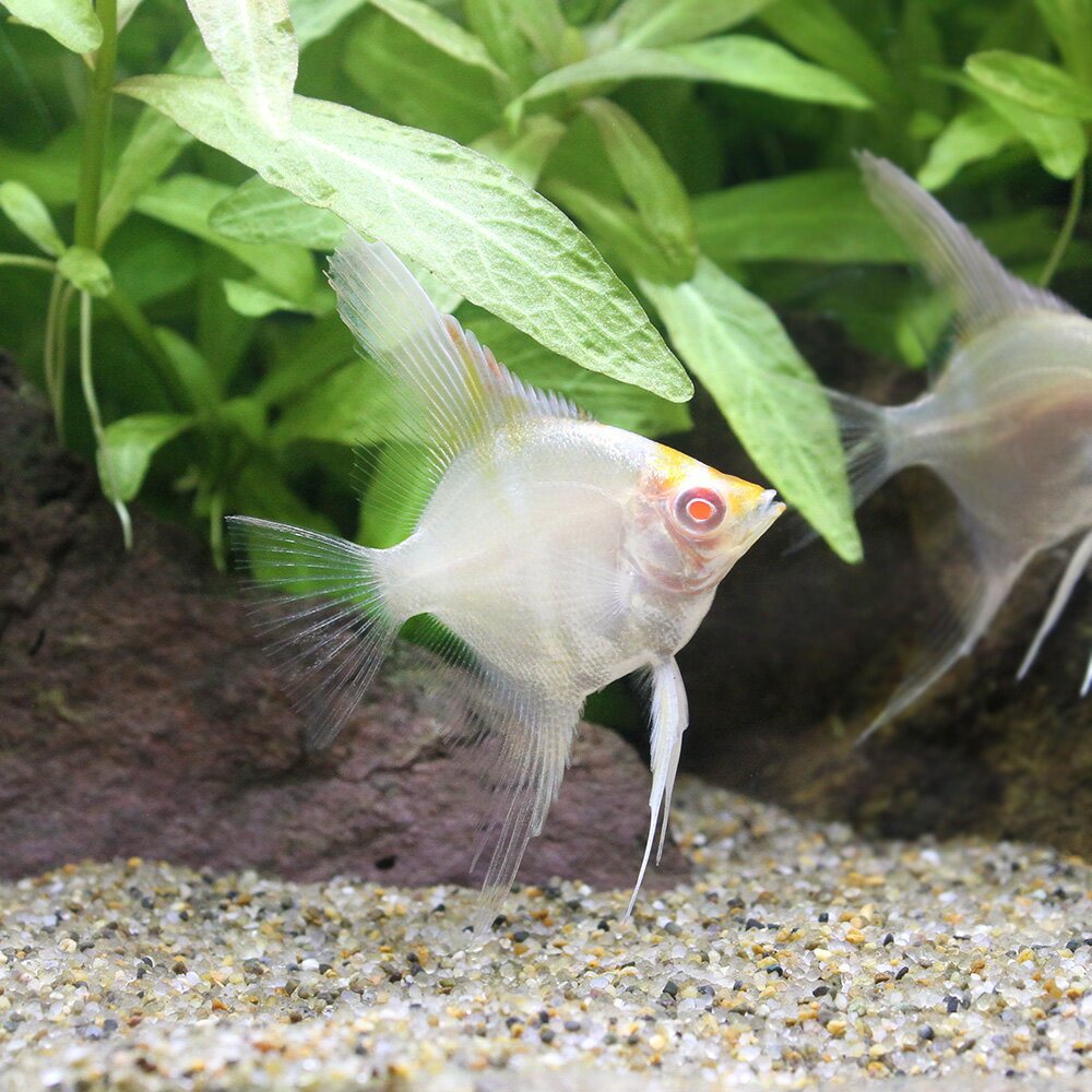 Angel Fish - （熱帯魚）アルビノエンゼル（ペルーアルタム×レッドトップ）（国産ブリード）（1匹）　北海道・九州航空便要保温