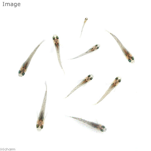 （めだか）無選別　夜桜メダカ　稚魚（10匹）