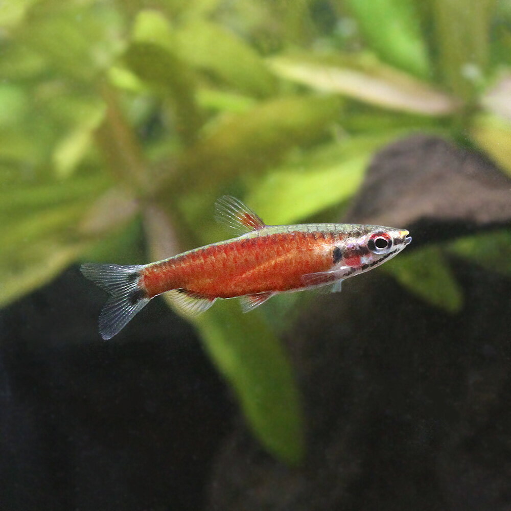 樂天商城 - （熱帯魚）クリムゾンレッド・ペンシル　オス（ワイルド）（1匹）　北海道・九州航空便要保温