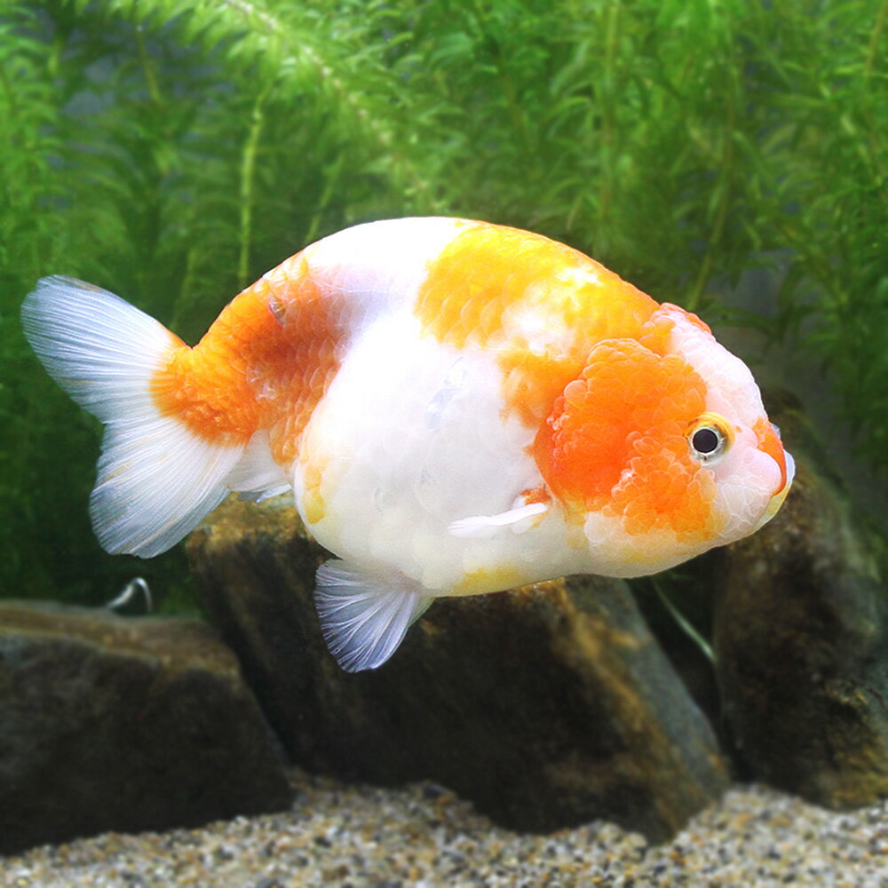 □（金魚）一点物　桜錦　12cm±（中国産）（1匹）北海道・九州・沖縄航空便要保温　沖縄別途送料