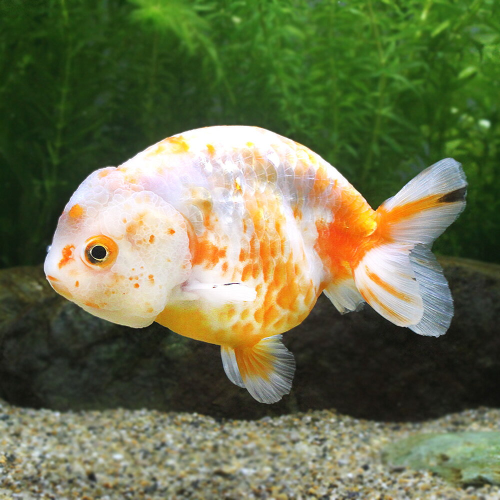 □（金魚）一点物　桜錦　12cm±（中国産）（1匹）北海道・九州・沖縄航空便要保温　沖縄別途送料