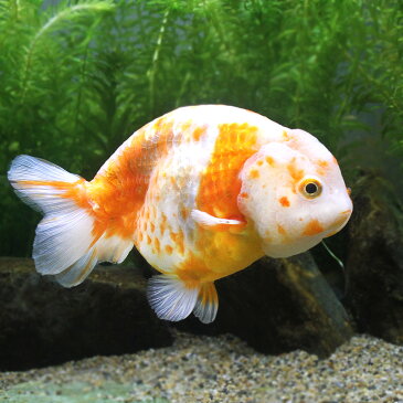 □(金魚)一点物 桜錦 12cm±(中国産)(1匹)北海道・九州・沖縄航空便要保温 沖縄別途送料