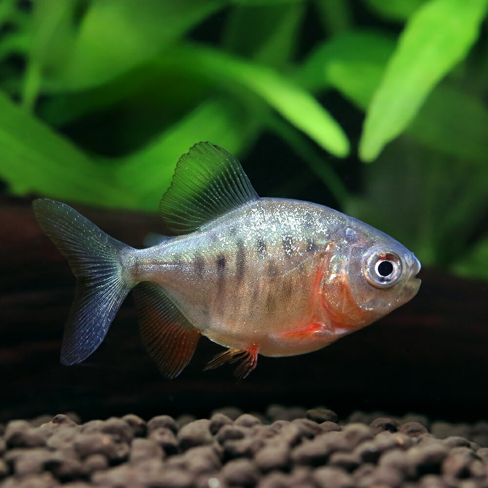 （熱帯魚）コロソマsp.　サンフランシスコ（1匹）　北海道・九州航空便要保温