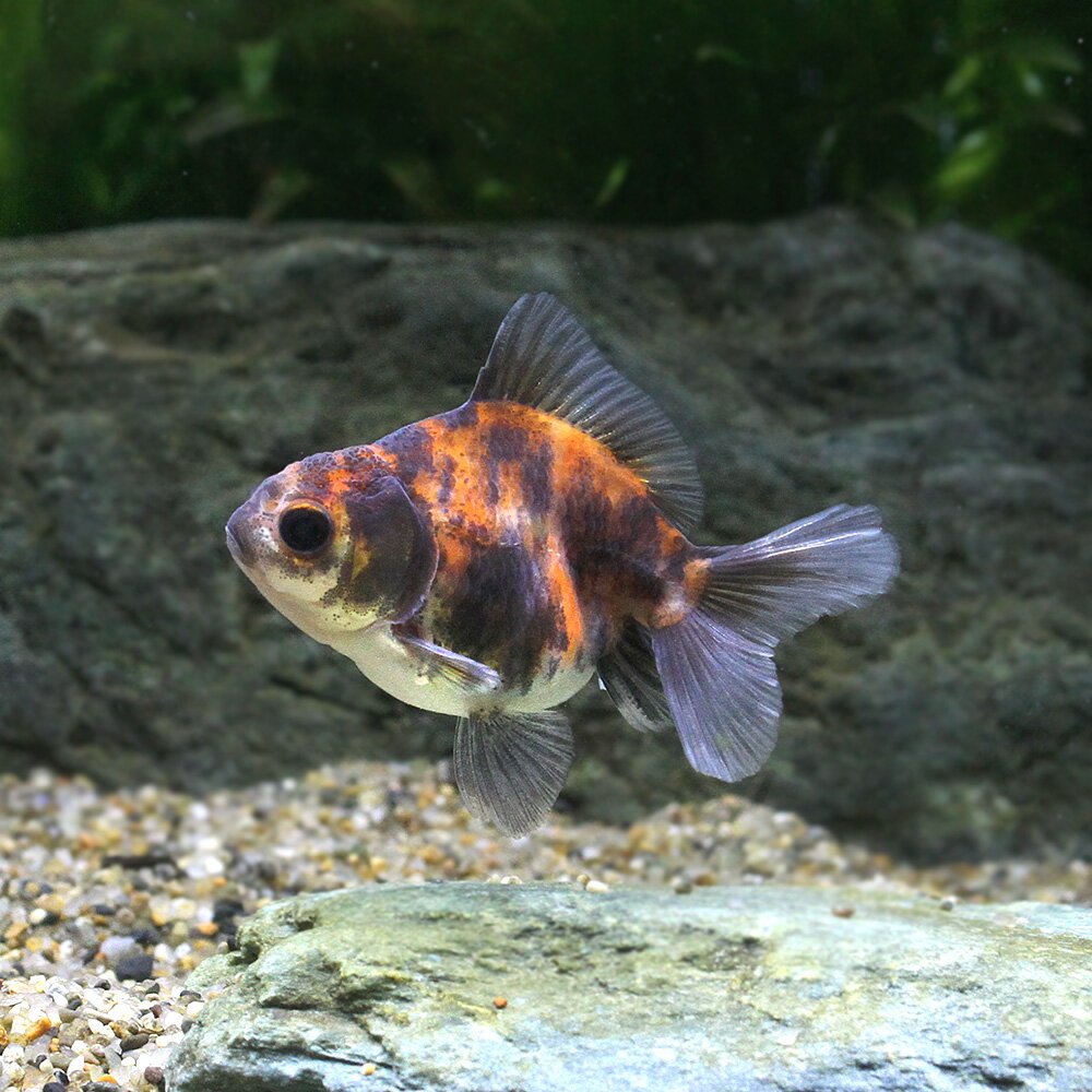 楽天市場】ローズテールオランダ(観賞魚|熱帯魚・アクアリウム):ペット・ペットグッズの通販 楽天市場】ローズテールオランダ(観賞魚|熱帯魚・アクアリウム):ペット・ペットグッズの通販