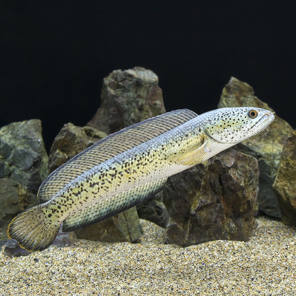 （熱帯魚）一点物　チャンナ・バルカ（旧アンフィビウス）（1匹）　北海道・九州航空便要保温