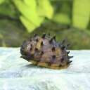 (エビ・貝)キングクッパスネール(5匹)