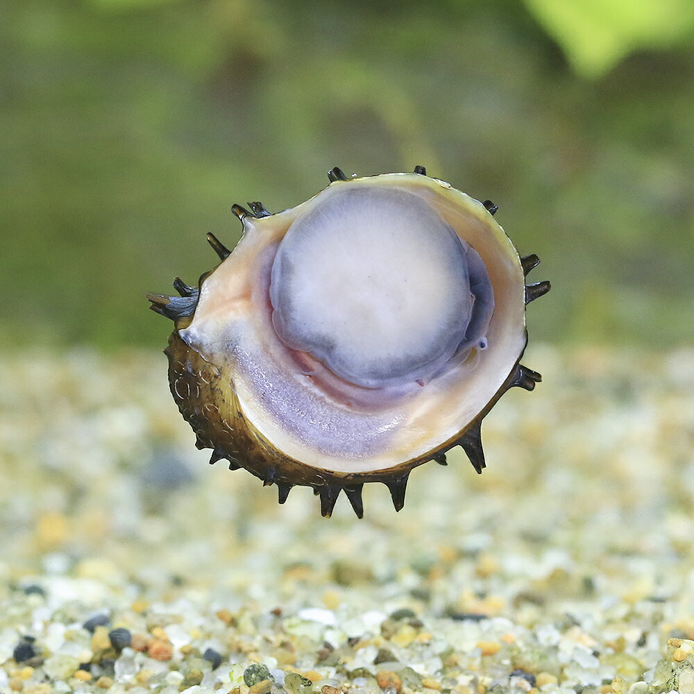 �ʥ��ӡ����˥��󥰥��åѥ��͡����5ɤ�ˡ��̳�ƻ���彣�Ҷ������ݲ�