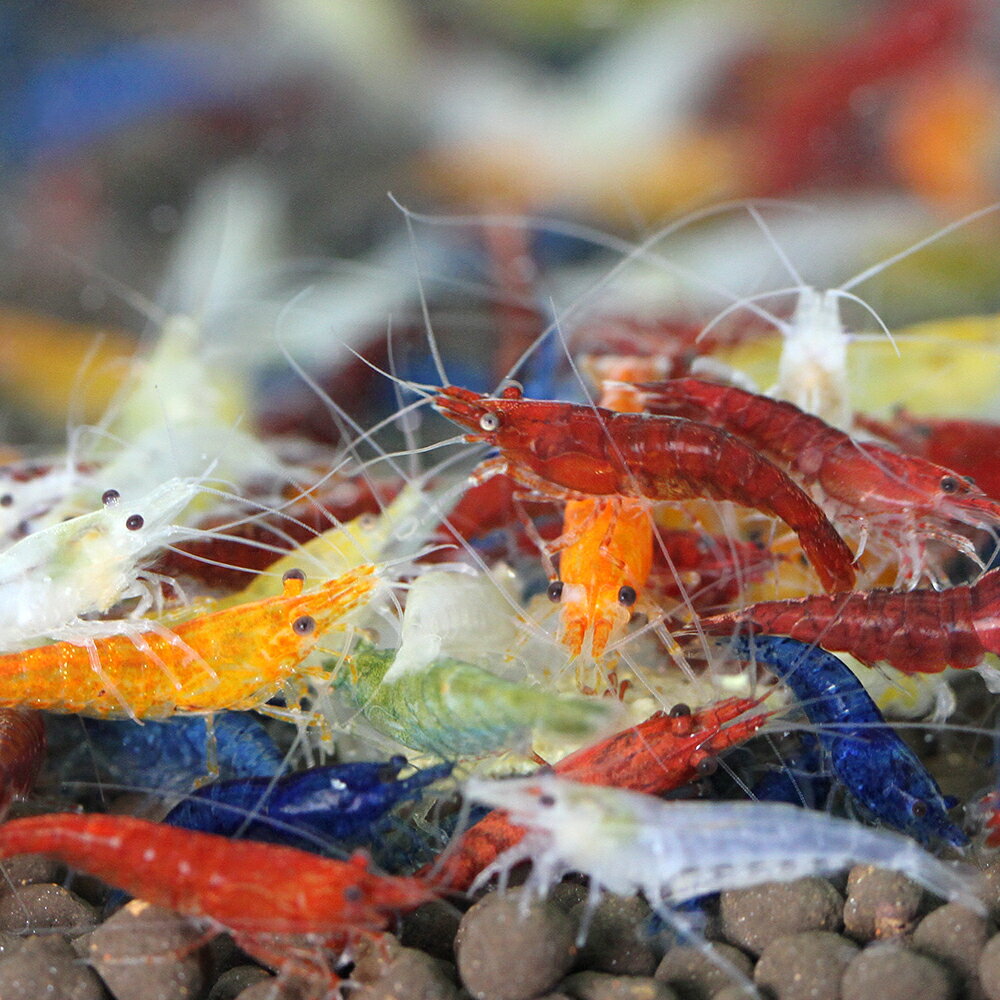 �ʥ��ӡ˥ߥå��������꡼��������ס�10ɤ�ˡ��̳�ƻ���彣�Ҷ������ݲ�