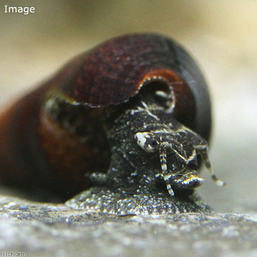 �ʥ��ӡ����˥��ץ����Ρ����͡����6ɤ�ˡ��̳�ƻ���彣�Ҷ������ݲ�