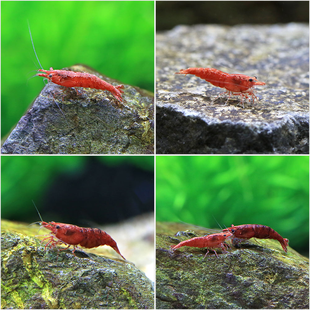 �ʥ��ӡ˥ϥ����졼�ɡ������꡼��åɥ�����ס�6ɤ�ˡ��̳�ƻ���彣�Ҷ������ݲ�