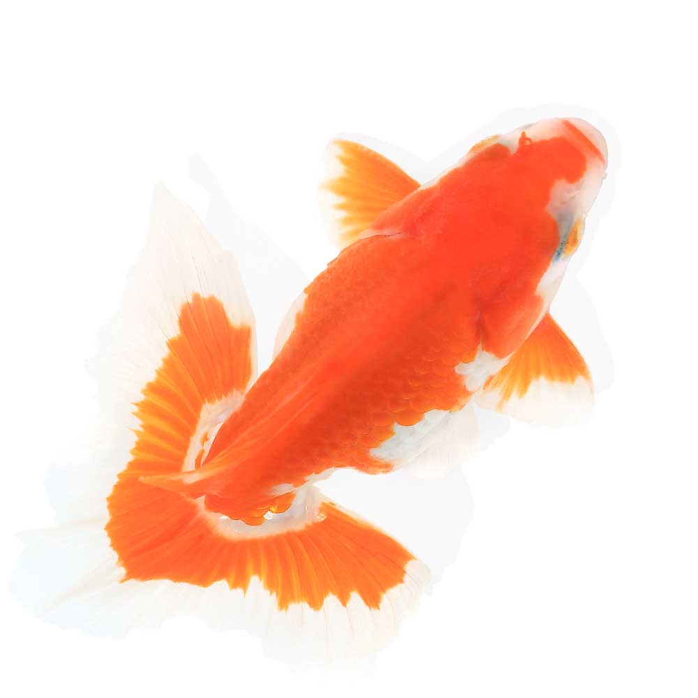 （国産金魚）土佐錦（1匹）のサムネイル