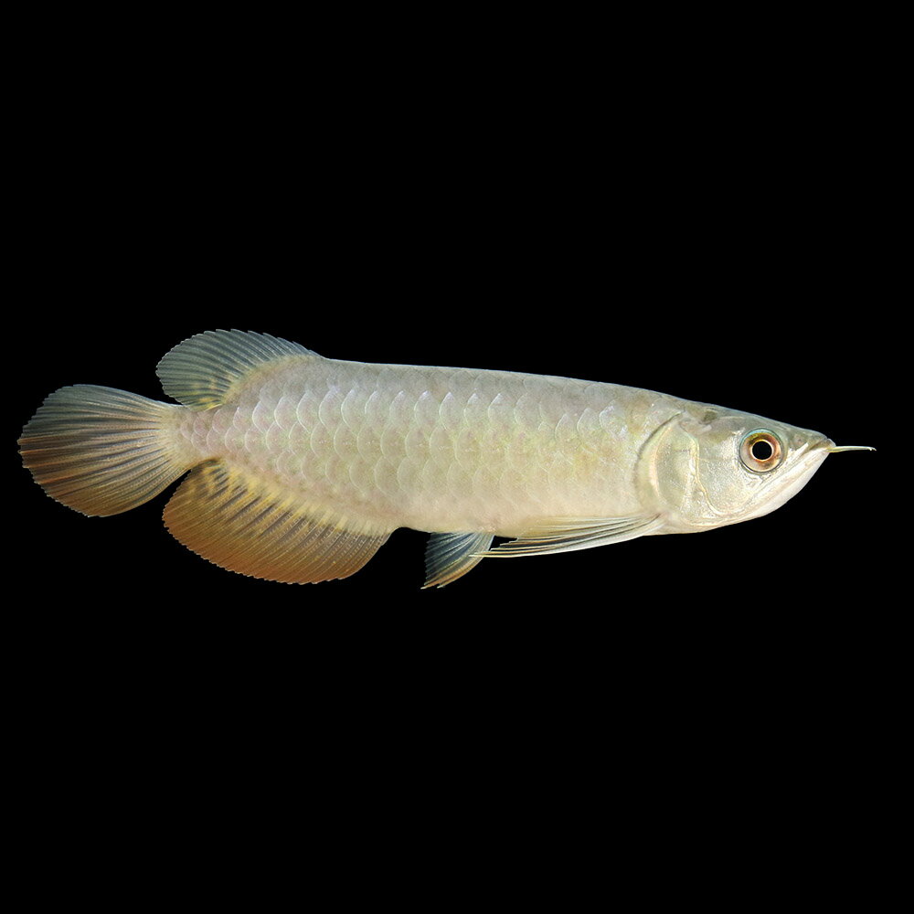 □（熱帯魚）一点物　アジアアロワナ　紅尾金龍　XianLeng産（1匹）沖縄別途送料　北海道・九州・沖縄航空便要保温のサムネイル