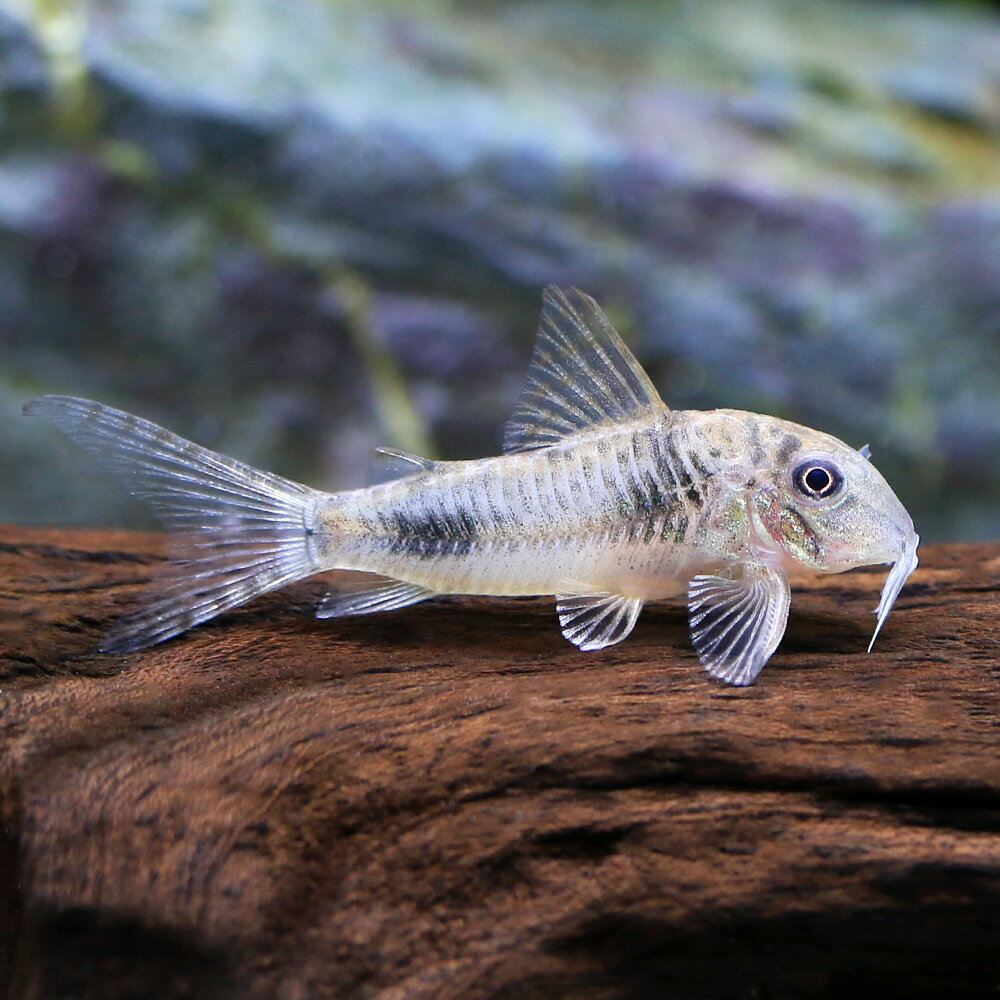 （熱帯魚）コリドラス・エリザエ（ブリード）（1匹）　北海道・九州航空便要保温のサムネイル