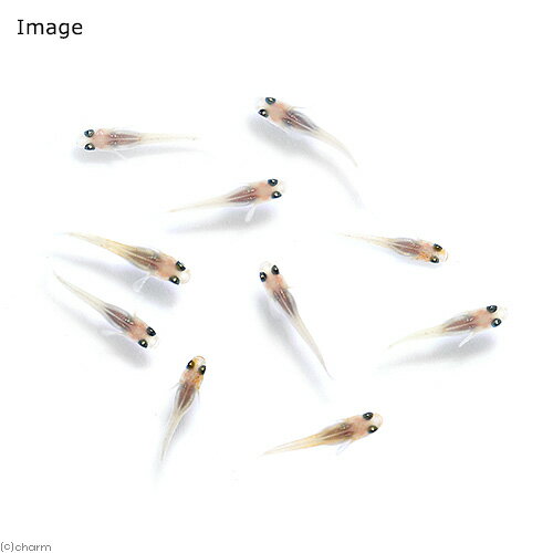 （めだか）無選別　小町メダカ　稚魚（10匹）