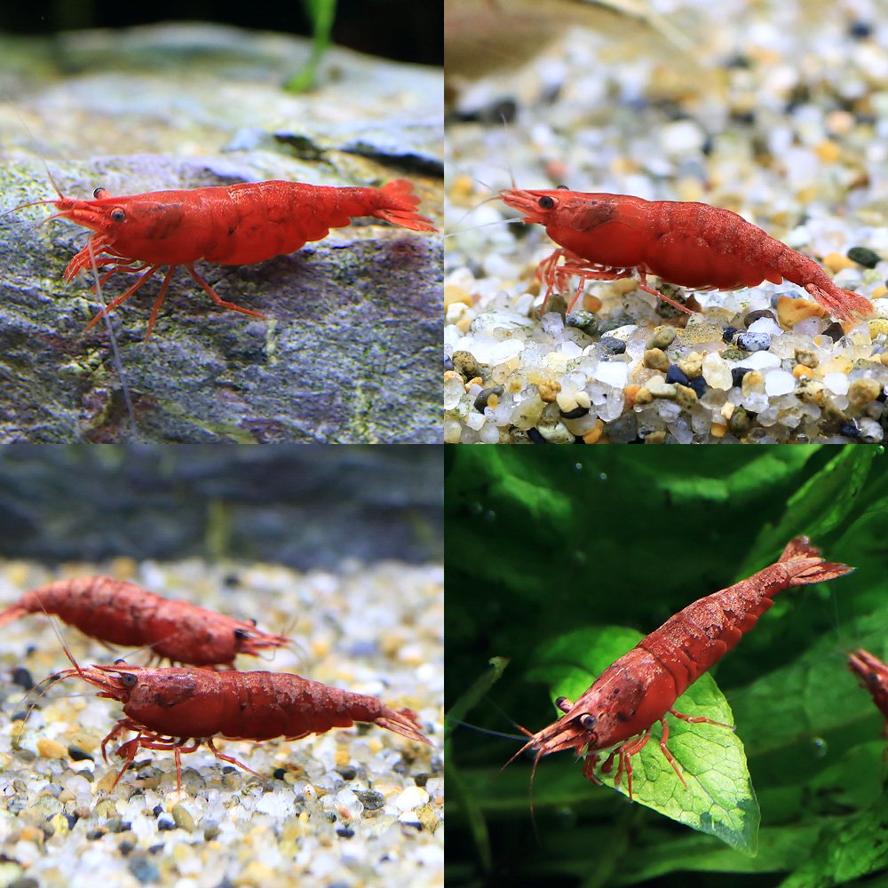 �ʥ��ӡ˥ڥ���ƥåɡ��ե���������åɥ�����ס�3ɤ�ˡ��̳�ƻ���彣�Ҷ������ݲ�