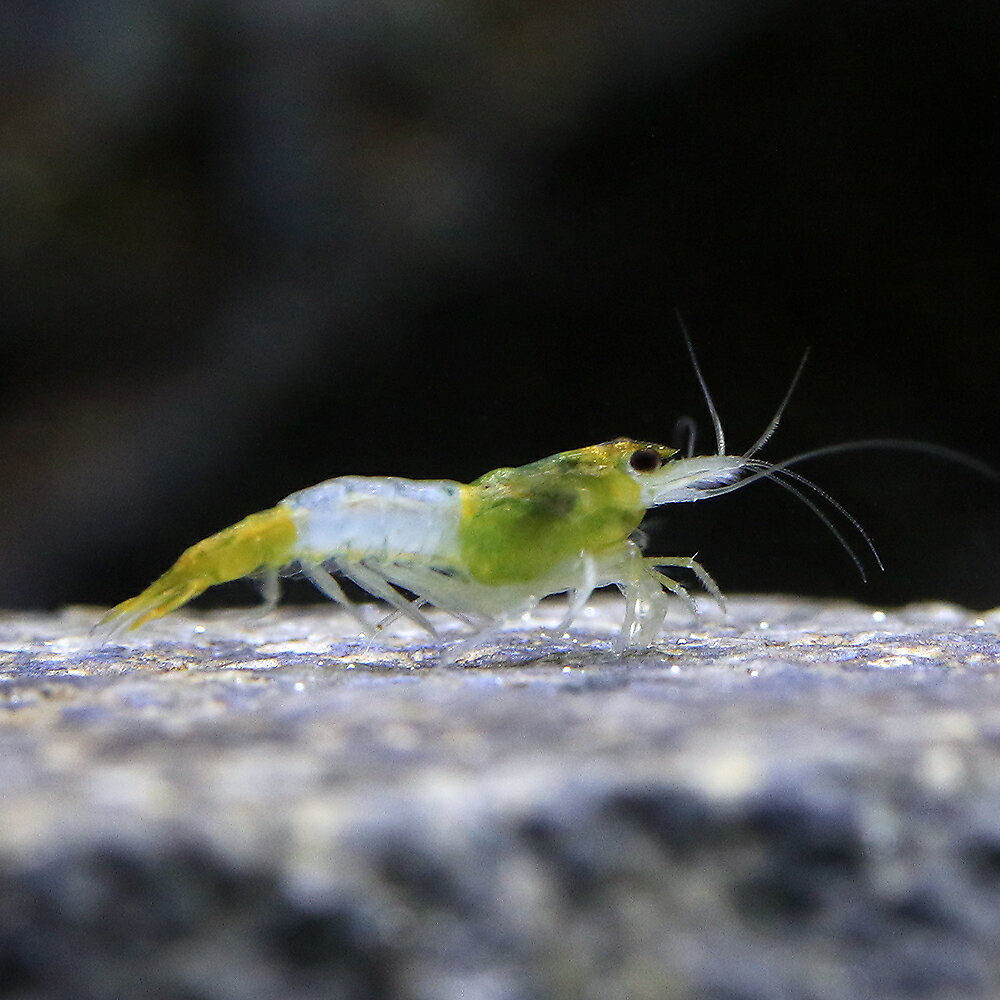 (エビ)グリーンルリーシュリンプ(3匹)