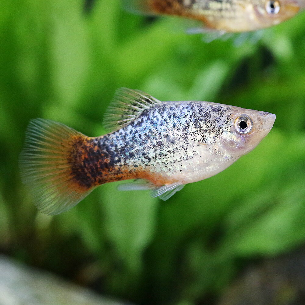 （熱帯魚）レッドテールブルーペッパー・プラティ（4匹）　北海道・九州航空便要保温