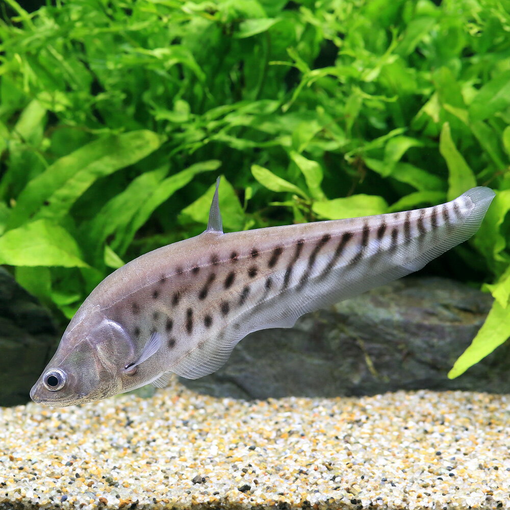 （熱帯魚）ロイヤル・ナイフフィッシュ　Sサイズ（1匹）　北海道・九州航空便要保温